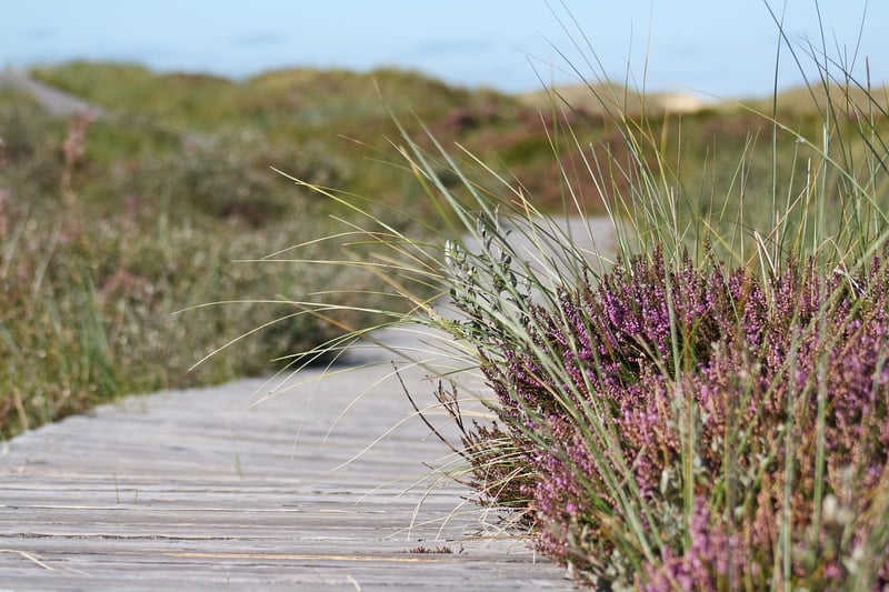 Mindful Nature Walks